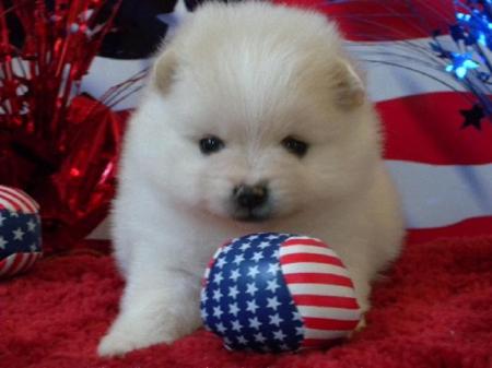 My New Pom Puppy "HokuLei"