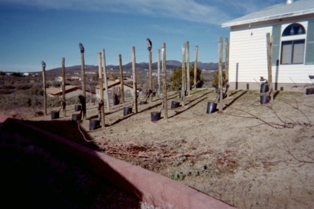 the arizona grape vineyard.