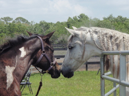Two more of my horses 2010