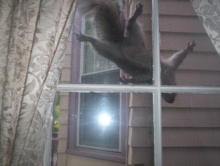 Squirrel Take Over!!
