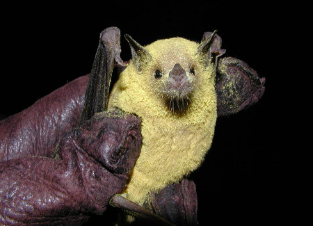 Agave Pollen covered bat