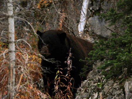 500 lb. Black bear from 15 ft.