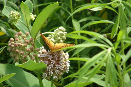 Milk Weed with a Butterfly