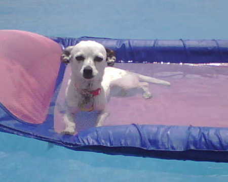 daisey chillin in  the pool