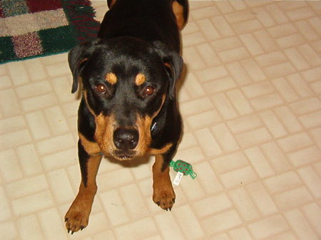 Sophie our Rotty