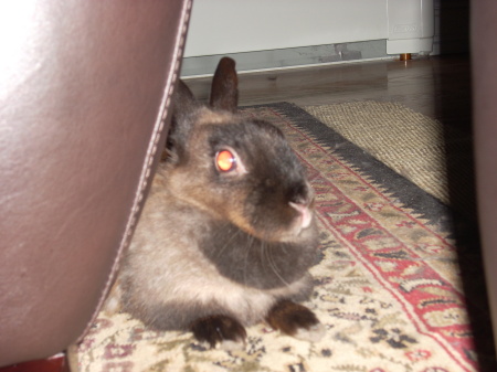 Sabrina my bunny