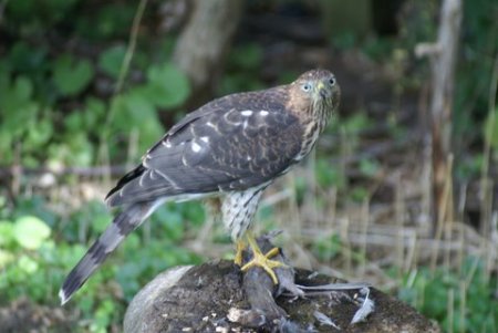 Coopers Hawk