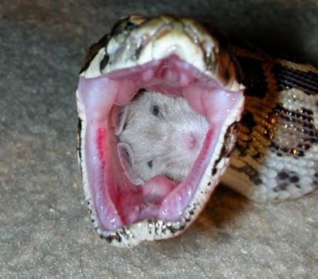 Monty, my snake