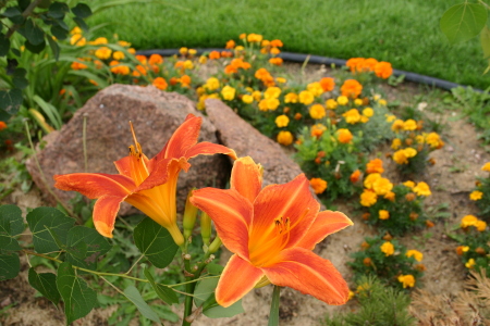 daylily