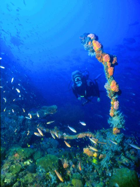 Australia-Yongala Wreck