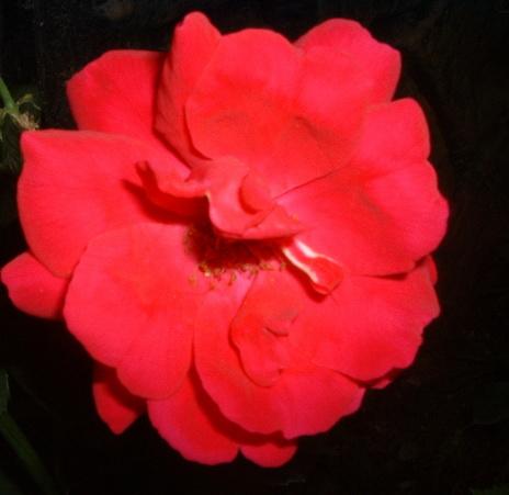 One of my roses =)
