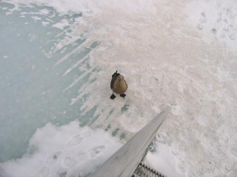 Hello Mr. Skua Bird