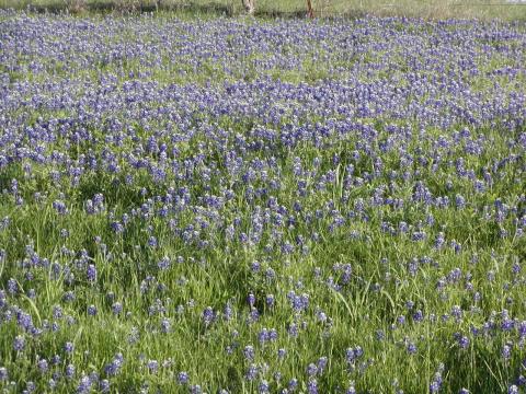 Texas Bluebonnets