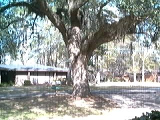 This tree s 250 yrs