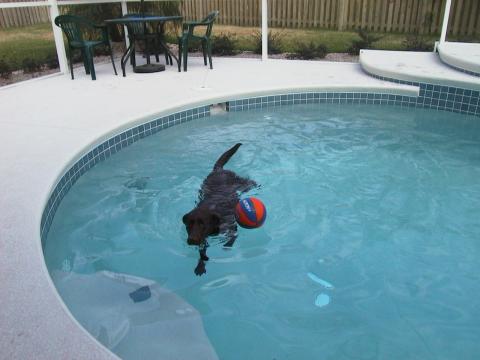 Kona in the backyard