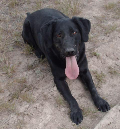 My little black lab