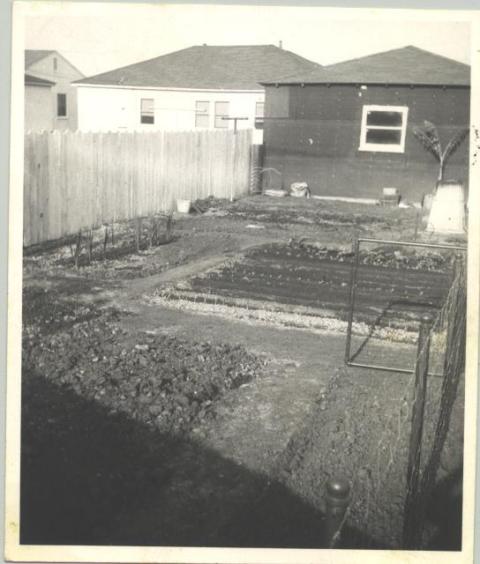 Backyard. Victory Garden 1946