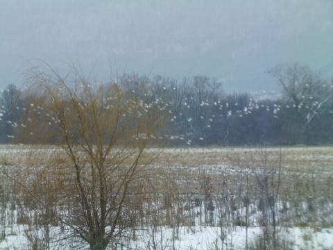 W-Snow Geese from deck 12-4-5 3