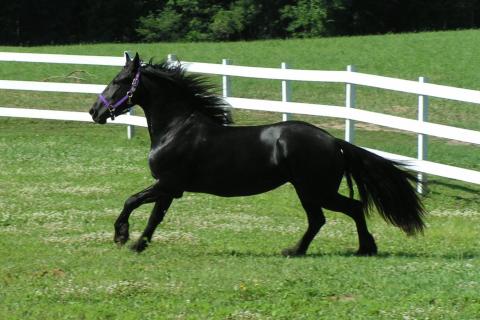 Friesian mare Kaatje