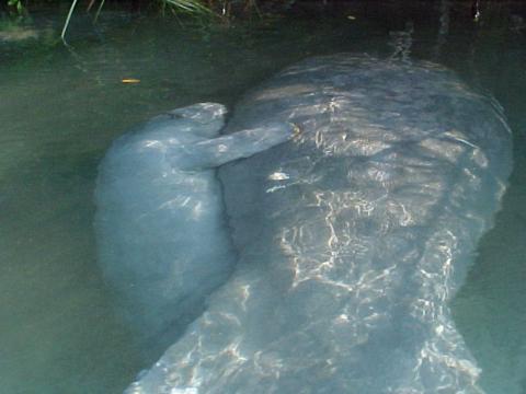 nursing manatee