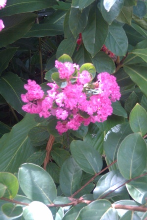 Flowers from Tata's Garden