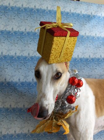 Holiday Hound