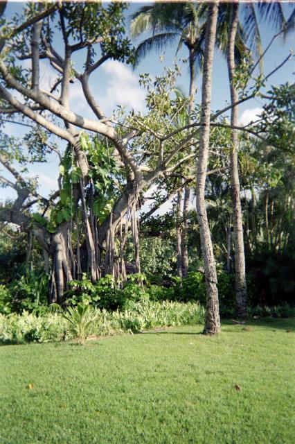 banyantree in Hawaii