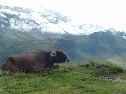 A Swiss cow resting near the Klausenpass