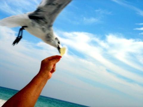 Ann-Feeding Seagulls