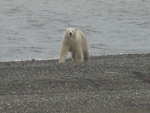 bear5sameplace