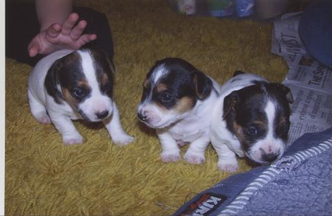 Clovies new pups