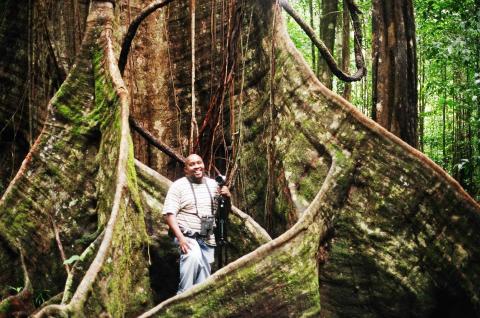 Rainforest, Dominica