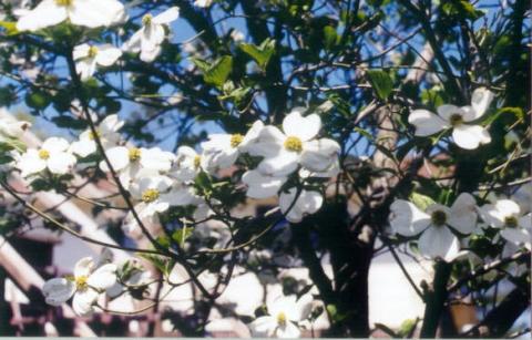 Dog Wood Bloom