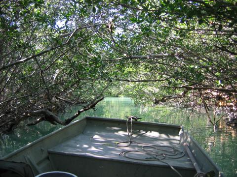 Mangroves in Florida