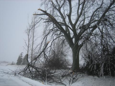 Broken Majestic Tree