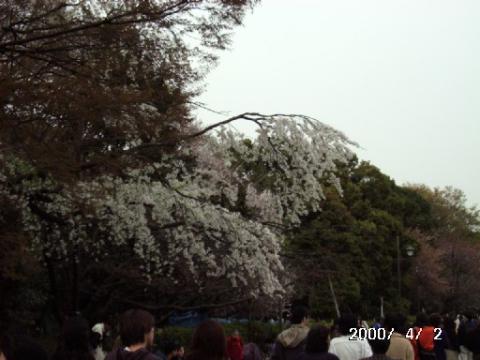 Cherry Blossoms in spring