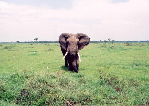 Charging Elephant in Kenya