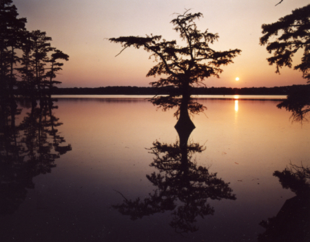 Reelfoot Lake TN