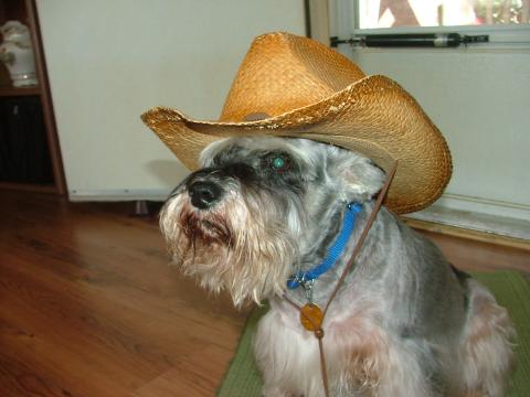Cowboy Max