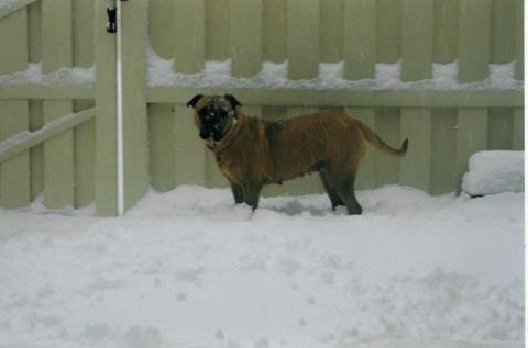 snow dog