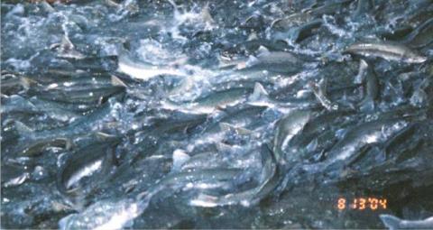 Salmon in Valdez AK