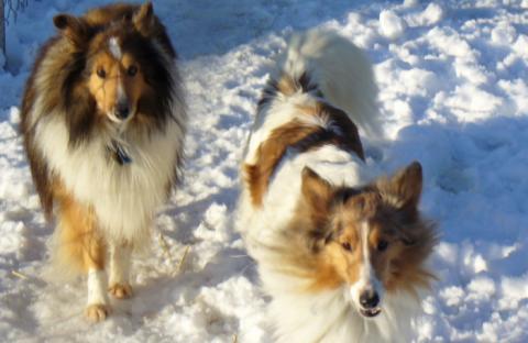 Our Shelties