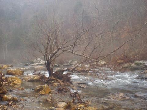 tree on the Little Mo river