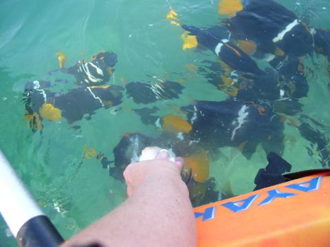 This was a feeding frenzy from my kayak