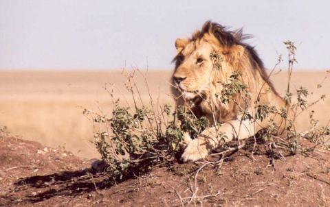 Serengeti Lion