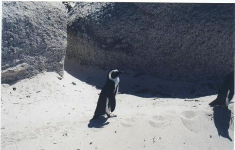 Boulders Beach Penguin Colony..Cape Town