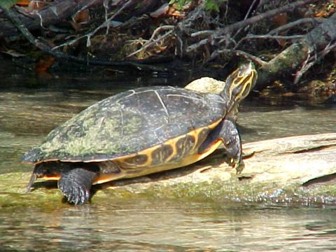 Turtle on the River