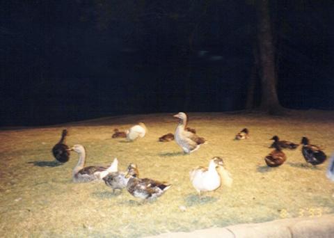 Turner Park Late - Remember the Ducks?