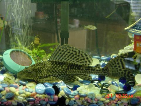 Brownie Kostomus & Dannie