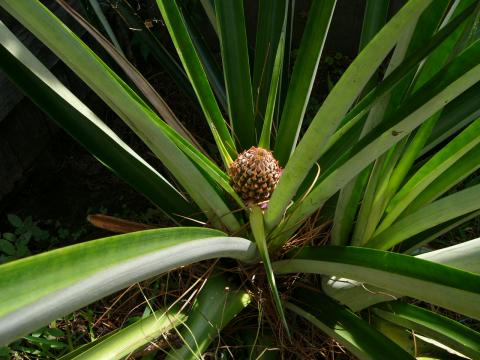 Pineapple that I Grew